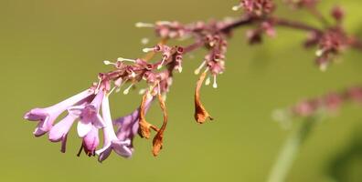 Macro shot of withering blossoms of Syringa josikaea, the Hungarian lilac photo