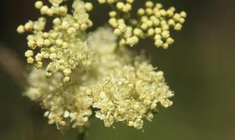 Flowers and buds of mead wort Filipendula ulmaria photo