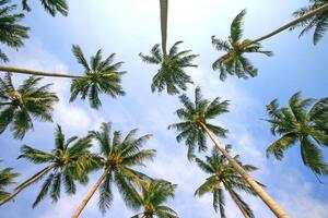 A view up from the ground of palm trees photo
