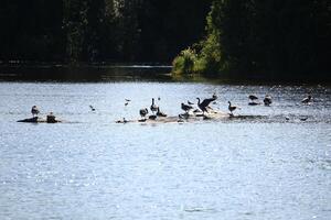 High contrast shot of Canada geese on the stream Skelleftealven in Sweden photo