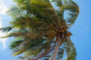 A palm tree with a coconut on it photo