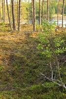 Remains of an ancient trapping pit near at the stream Skelleftalven in Vasterbotten, Sweden photo