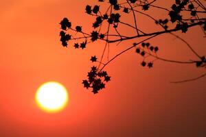 The sun is setting behind a tree branch photo