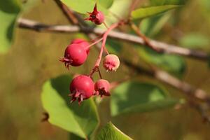Group of Amelanchier berries, ripening in the sunlight photo
