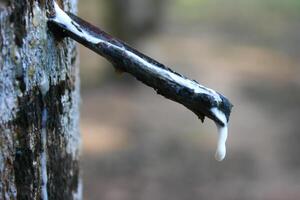 A stick with a white substance on it photo