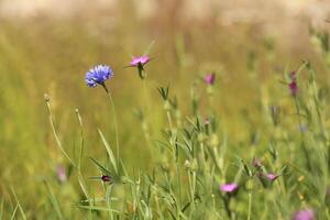 Wildflower meadow with corncockle Agrostemma githago and cornflower Centaurea cyanus photo