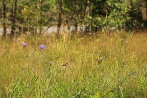 Wildflower meadow with corncockle Agrostemma githago and cornflower Centaurea cyanus photo