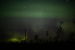 Northern lights over forestscape in the night photo