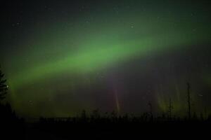 Northern lights over forestscape in the night photo