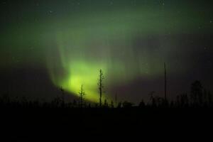 Northern lights over forestscape in the night photo