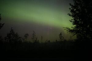 Northern lights over forestscape in the night photo