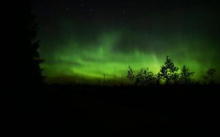 Northern lights over forestscape in the night photo