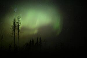 Northern lights over forestscape and dead trees in the night photo