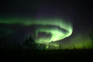 Northern lights over forestscape creating a mythical dragon shape in the night photo