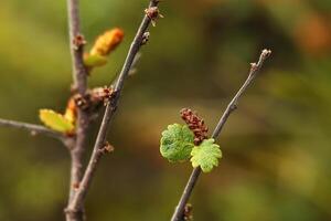 The dwarf birch Betula nana with ripening catkins photo