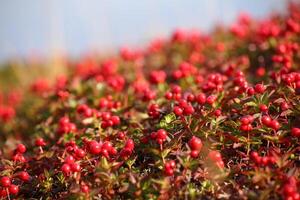 Beautiful red cushion of dwarf cornel Cornus suecica photo