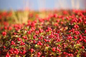 Beautiful red cushion of dwarf cornel Cornus suecica photo