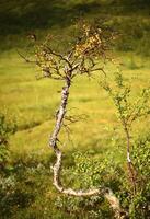 Twisted downy birch in front of defocused marsh photo
