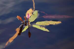 Longroot smartweed Persicaria amphibia growing in the water photo