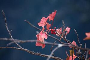 Ribes spicatum, the Nordic redcurrant, with blue background photo