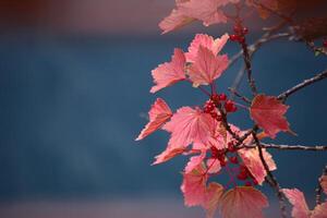 Ribes spicatum, the Nordic redcurrant, with blue background photo