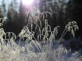 Frosty grass spikes in backlight in front of forest photo