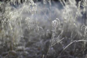 Frosty grass spikes backlit in selective focus shot photo