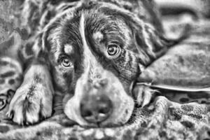 Black and white image of Bernese mountain dog photo