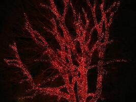 Tree decorated with countless red christmas lights photo
