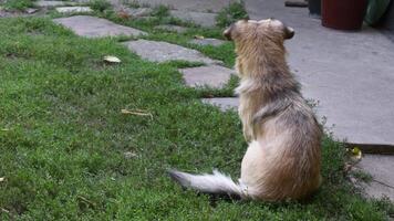 Small mix-breed dog sits and turn around and back to look friendly into camera and sniffing air. Back of furry grey dog sitting on green grass lawn at backyard video