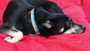 Black shepherd dog lie on red cushion. Side view of senior black dog napping on red fabric background video