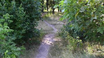 Small mix-breed dog run toward to camera by dirt footpath between lush foliage of summer trees. Tranquil scene of walk the dog in park with nobody video