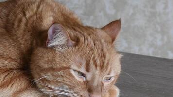 Furry red cat head with yellow eyes and long white whiskers. Ginger tabby cat put head down to sleep. Portrait of red cat while resting and closing eyes video