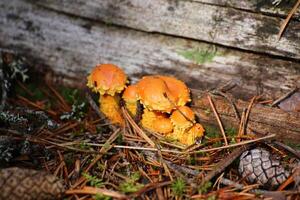 Pholiota flammans, the yellow pholiota or flame scalecap photo