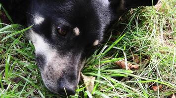 Portrait of senior dog face resting among green grass. Shepherd dog head with sniffing nose and blinking eye video