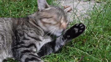 Closeup of tabby cat face with closed eyes while licking black paw with tongue and washing itself. Young cat head with grey ears and long white whiskers. Pet bites itself because of fleas parasites video