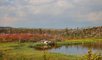 Defoliated forest at Kopparasen near the National Border Riksgransen in Northern Sweden. The birches are regularly destroyed by the black mountain moth, causing contrast to the flowering pink fireweed photo