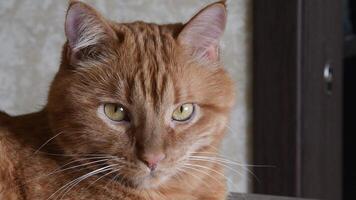 Red cat head with yellow eyes and long white whiskers. Ginger tabby cat with tiger-like stripes on head. Portrait of red cat looking straight to camera and then turn head and look right side video