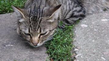 Tabby kitten face with white whiskers closeup. Young cat sniffs smells around and rise up head over paws on stone background video