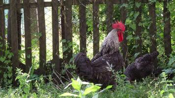 Black rooster with red crest look into camera with overgrown rustic wooden fence on background. Black hen with spotted feathers graze in lush green herbs and peck plant with beak. Poultry farming video
