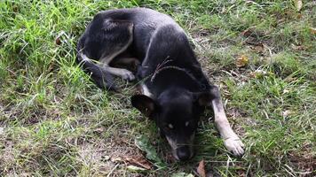 Shepherd dog moves ears and itchy because of fleas. Sad glance dog suffering from parasites. Pet health care concept video
