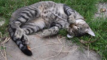 Tabby kitten sleep curled up and stretch its paws while napping on ground in grass. Young grey cat breath while sleeping with belly up and cute paw at nose. Cute tabby cat napping with closed eyes video