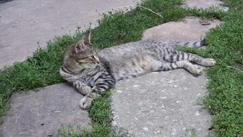 Tabby kitten moves head looking around and sniffing smells while laying on stone pavement and green grass. Curiosity of young cat video