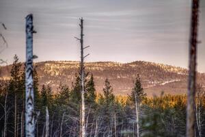 HDR image of dead trees in front of mountain in Vasterbotten, Sweden photo