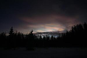 Nacreous and cumulus clouds in dusk over tree silhouettes photo