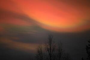 Nacreous clouds in dusk over tree silhouettes photo