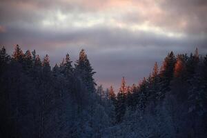 Dusk with pink clouds and illuminated treetops photo