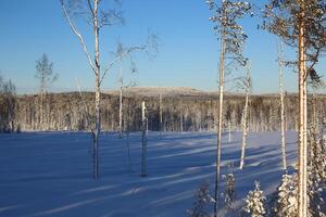 Forest clearing in Swedish winter in Vasterbotten photo
