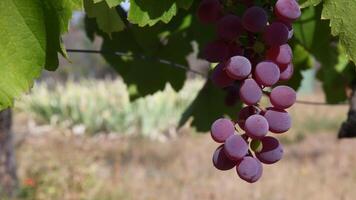 Large bunch of red wine grapes hang between green leaves with blurred background and copy space. Viticulture harvesting video