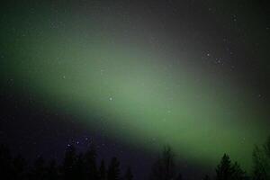 Northern lights and stars over tree silhouettes photo